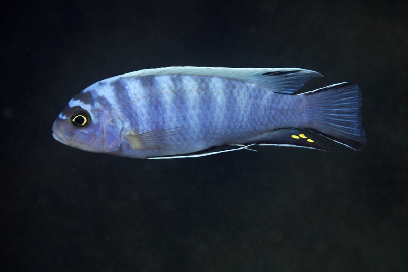 Maylandia sp. 'zebra ruarwe' Hora Mhango